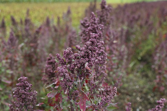 quinoa